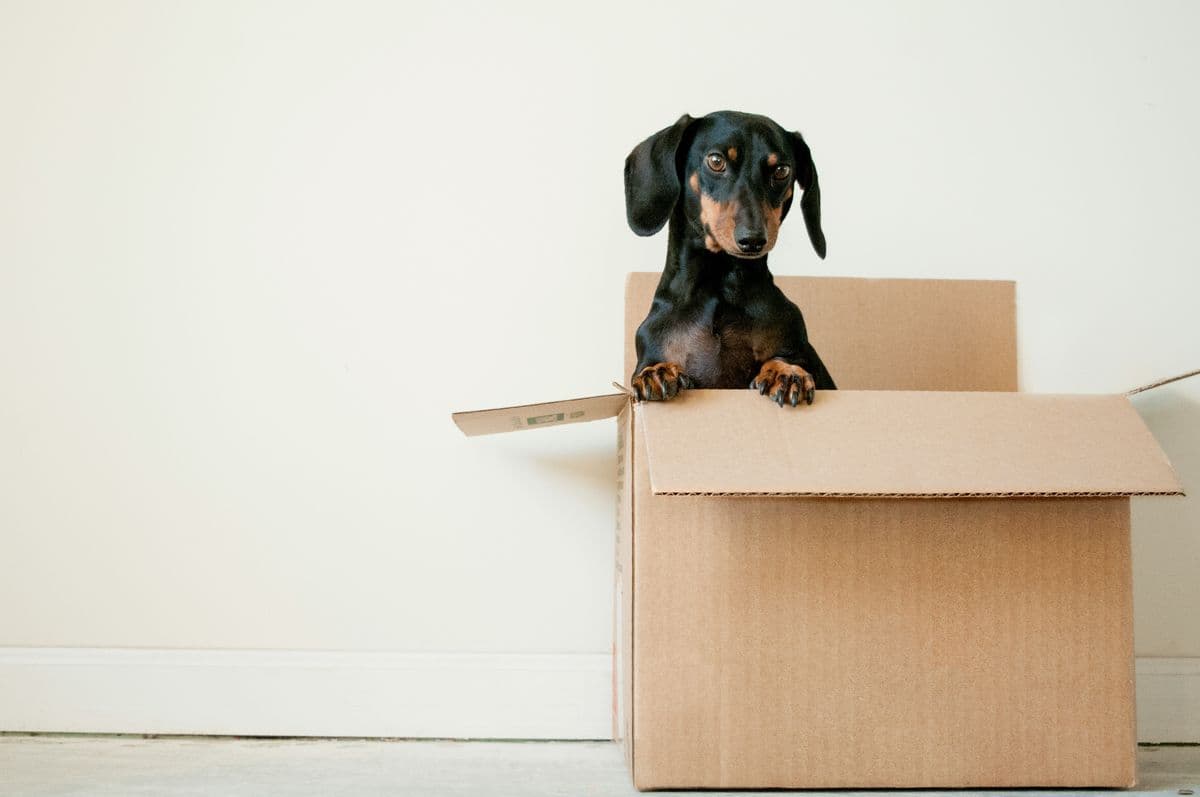 Pets in Rental Properties: What Landlords Need to Know for 2026